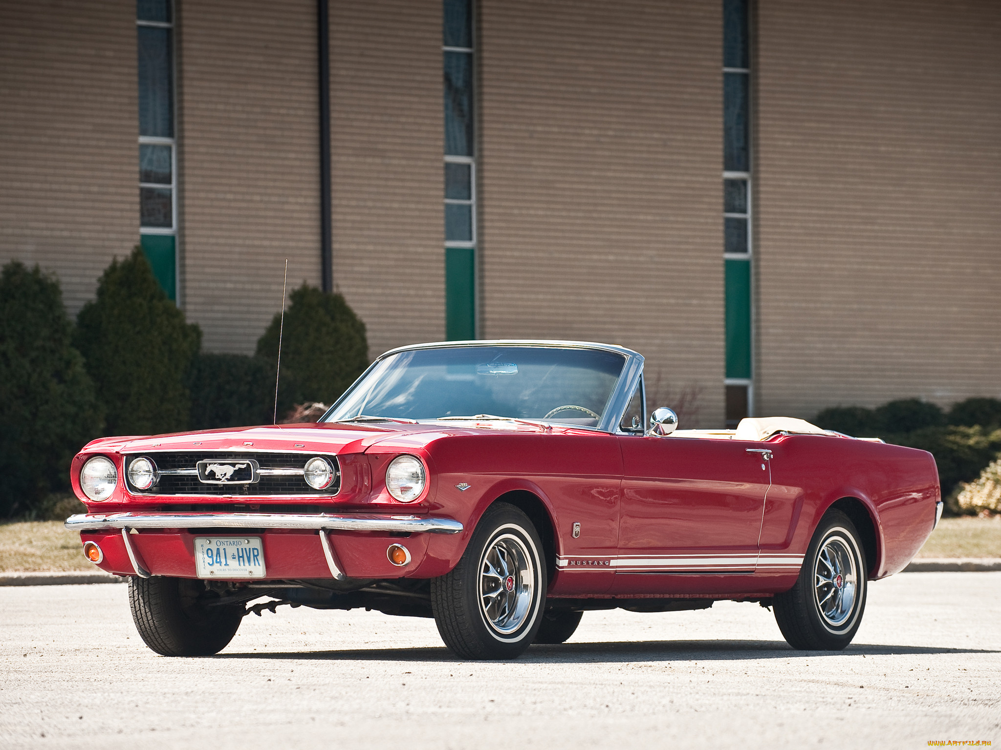 , mustang